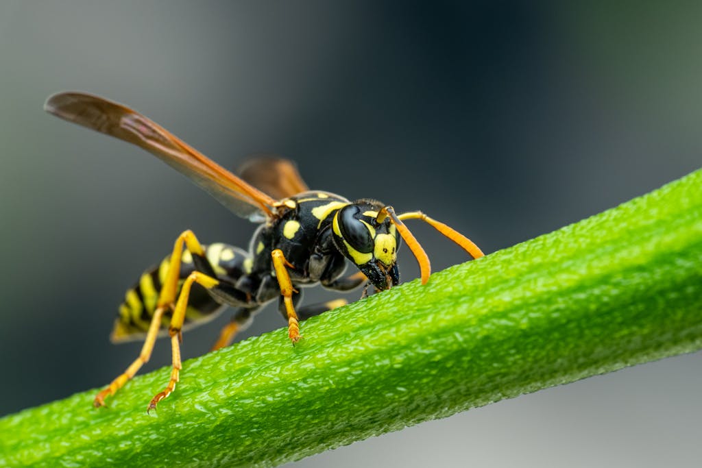 Wasp sitting on green plant twig
